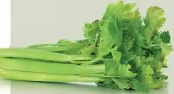 Ekoplaza BLEEK- SELDERIJ aanbieding