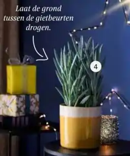 Intratuin Kruiskruid Senecio 'Mount Everest' aanbieding