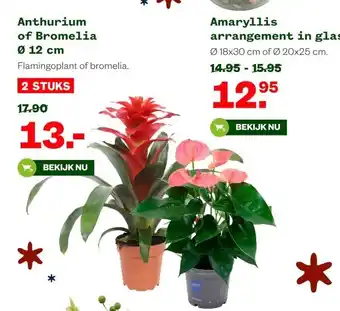 Welkoop Anthurium of Bromelia Ø 12 cm aanbieding