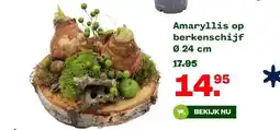 Welkoop Amaryllis op berkenschijf Ø 24 cm aanbieding