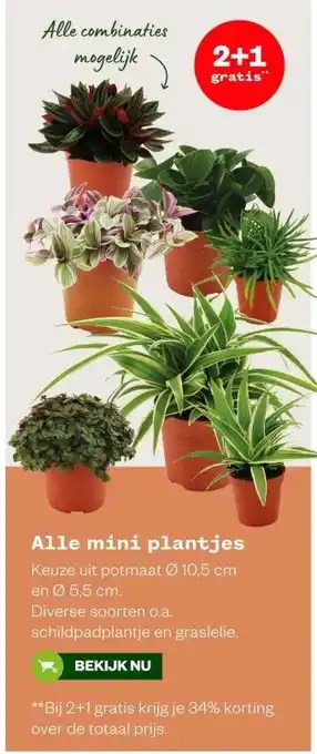 Welkoop Alle mini plantjes aanbieding