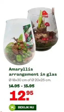 Welkoop Amaryllis arrangement in glas aanbieding