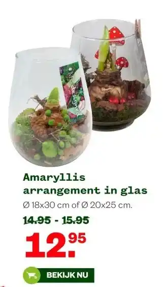 Welkoop Amaryllis arrangement in glas aanbieding