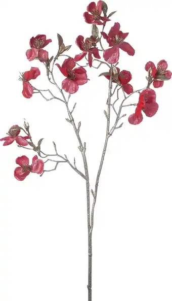 Intratuin Intratuin kerstbloem Perzikbloesem rood H 50 cm aanbieding