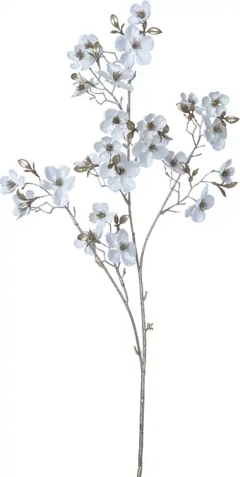 Intratuin Intratuin kerstbloem Perzikbloesem wit H 87 cm aanbieding