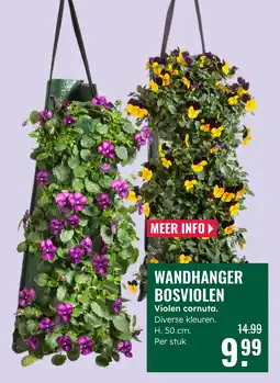 GroenRijk Wandhanger bosviolen violen cornuta aanbieding