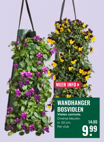 GroenRijk Wandhanger bosviolen violen cornuta aanbieding