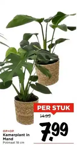Vomar Voordeelmarkt Kamerplant in Mand aanbieding