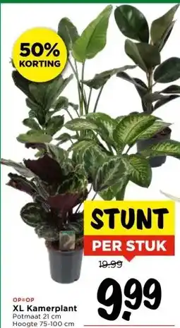 Vomar Voordeelmarkt XL Kamerplant aanbieding