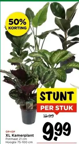 Vomar Voordeelmarkt XL Kamerplant aanbieding