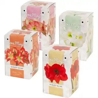 Albert Heijn AH Amaryllisbol in doosje aanbieding