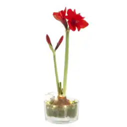 Albert Heijn AH Amaryllis in schaal aanbieding
