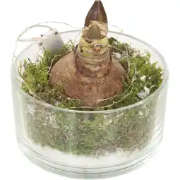 Albert Heijn AH Amaryllis in schaal aanbieding