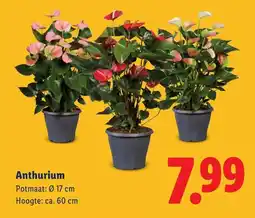 Lidl Anthurium aanbieding