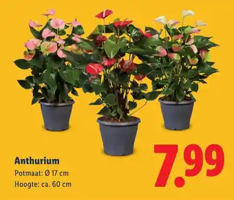 Lidl Anthurium aanbieding