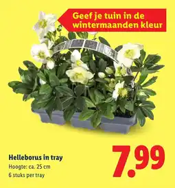 Lidl Helleborus in tray aanbieding