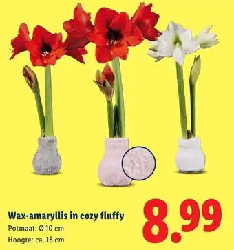 Lidl Wax amaryllis in cozy fluffy aanbieding