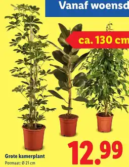 Lidl Grote kamerplant aanbieding