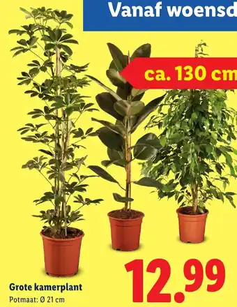 Lidl Grote kamerplant aanbieding
