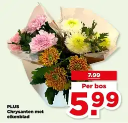 PLUS PLUS Chrysanten met eikenblad aanbieding