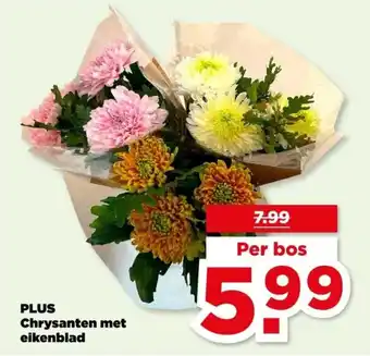 PLUS PLUS Chrysanten met eikenblad aanbieding