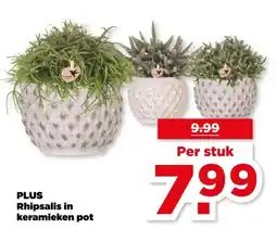 PLUS PLUS Rhipsalis in keramieken pot aanbieding