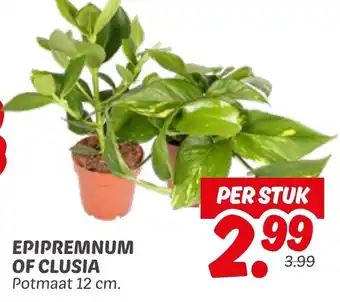 Dekamarkt Epipremnum of clusia aanbieding
