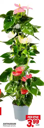 Dekamarkt Anthurium aanbieding
