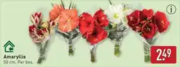 ALDI Amaryllis aanbieding