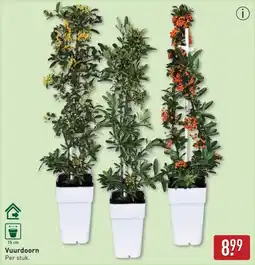 ALDI Vuurdoorn aanbieding