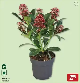 ALDI Skimmia aanbieding