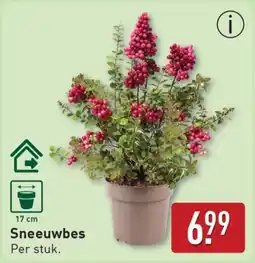 ALDI Sneeuwbes aanbieding