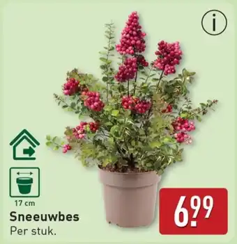 ALDI Sneeuwbes aanbieding