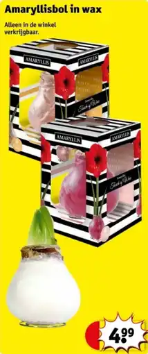 Kruidvat Amaryllisbol in wax aanbieding