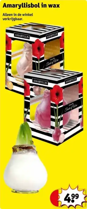 Kruidvat Amaryllisbol in wax aanbieding