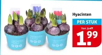 Hoogvliet Hyacinten aanbieding
