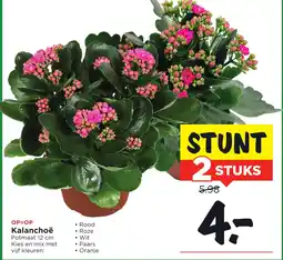 Vomar Voordeelmarkt Kalanchoë aanbieding