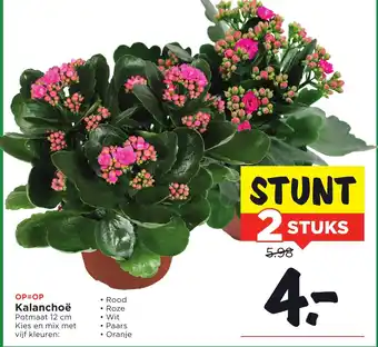 Vomar Voordeelmarkt Kalanchoë aanbieding