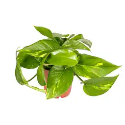 Dekamarkt Epipremnum Potmaat 12 cm aanbieding