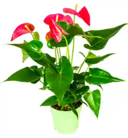 Dekamarkt DekaMarkt Anthurium aanbieding
