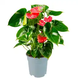 Dekamarkt DekaMarkt Anthurium aanbieding