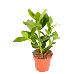 Dekamarkt Clusia rosea Potmaat 12 cm aanbieding