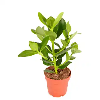 Dekamarkt Clusia rosea Potmaat 12 cm aanbieding