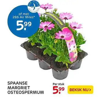 Praxis Spaanse margriet osteospermum aanbieding