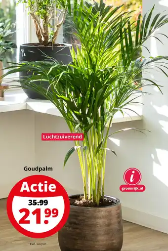 GroenRijk Goudpalm aanbieding