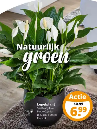 GroenRijk Lepelplant Spathiphyllum Bingo Cupido. aanbieding