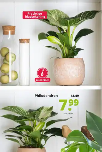 GroenRijk Philodendron aanbieding