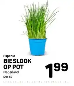 Ekoplaza Especia BIESLOOK OP POT aanbieding