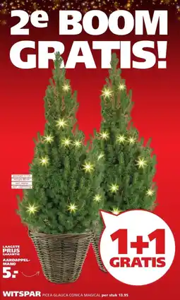 Ranzijn WITSPAR PICEA GLAUCA CONICA MAGICAL aanbieding