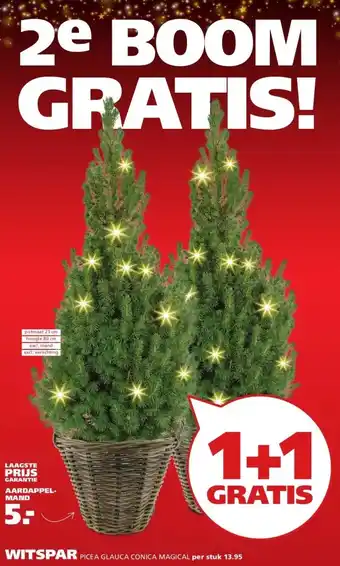 Ranzijn WITSPAR PICEA GLAUCA CONICA MAGICAL aanbieding